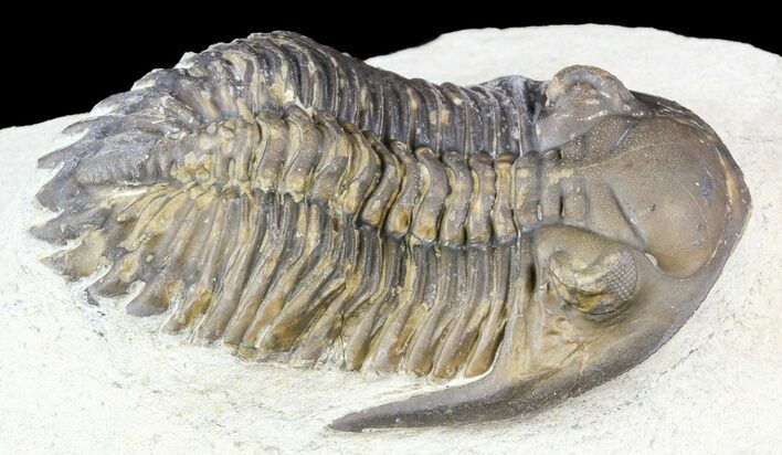 Bargain, Hollardops Trilobite - Foum Zguid, Morocco #55982